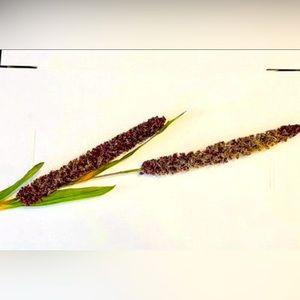 *Burgundy Millet Stem, Bundle of 3